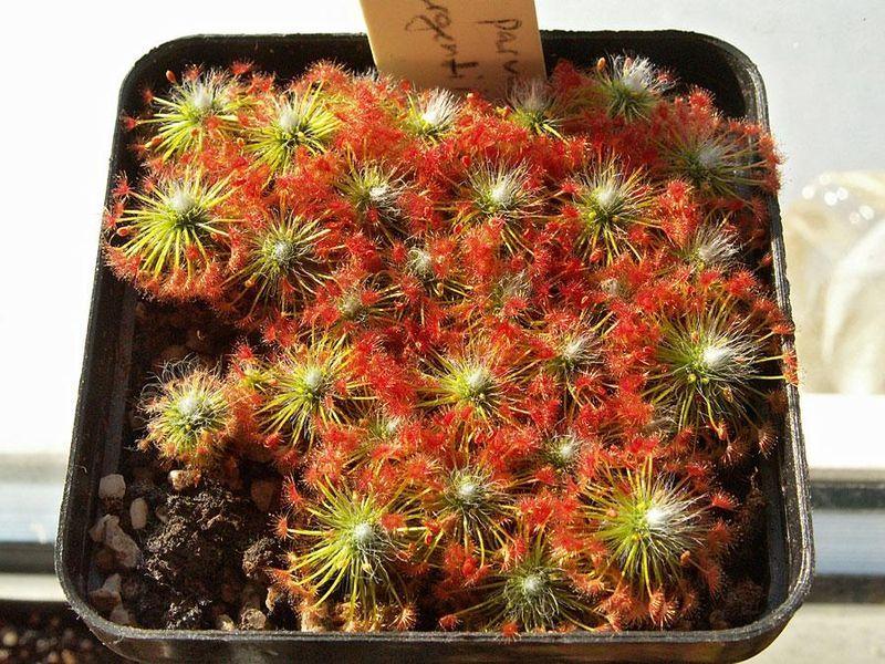 Sundew Drosera parvula subsp. Sargentii